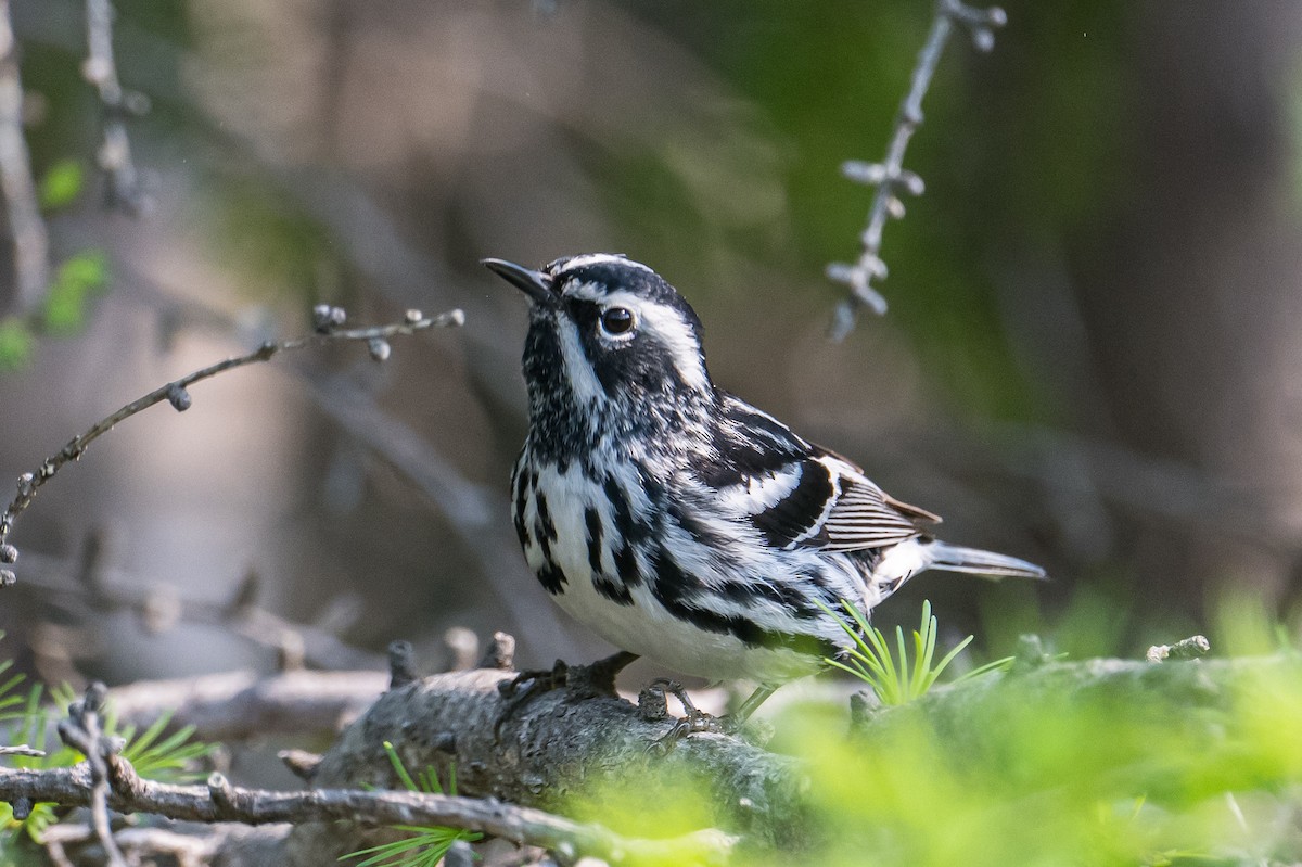 Black-and-white Warbler - ML587228671