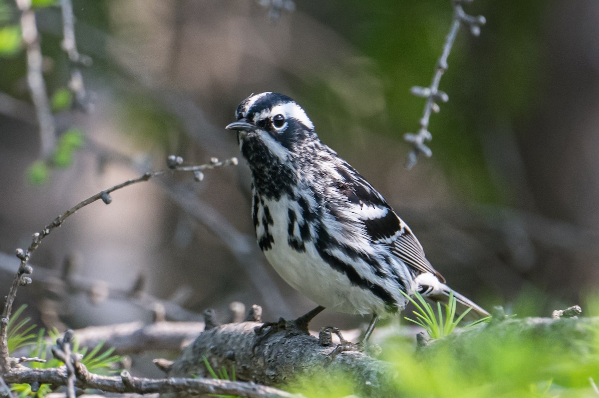 Black-and-white Warbler - ML587228681