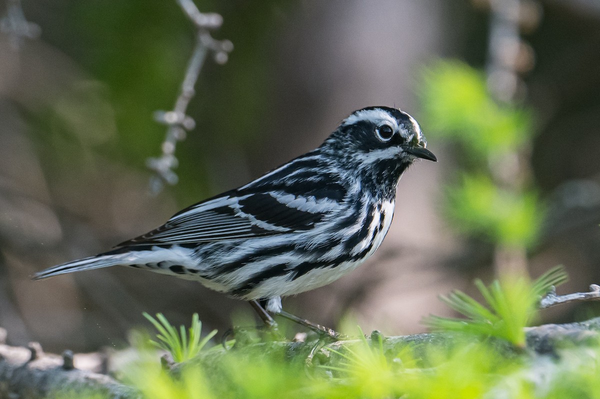 Black-and-white Warbler - ML587228711
