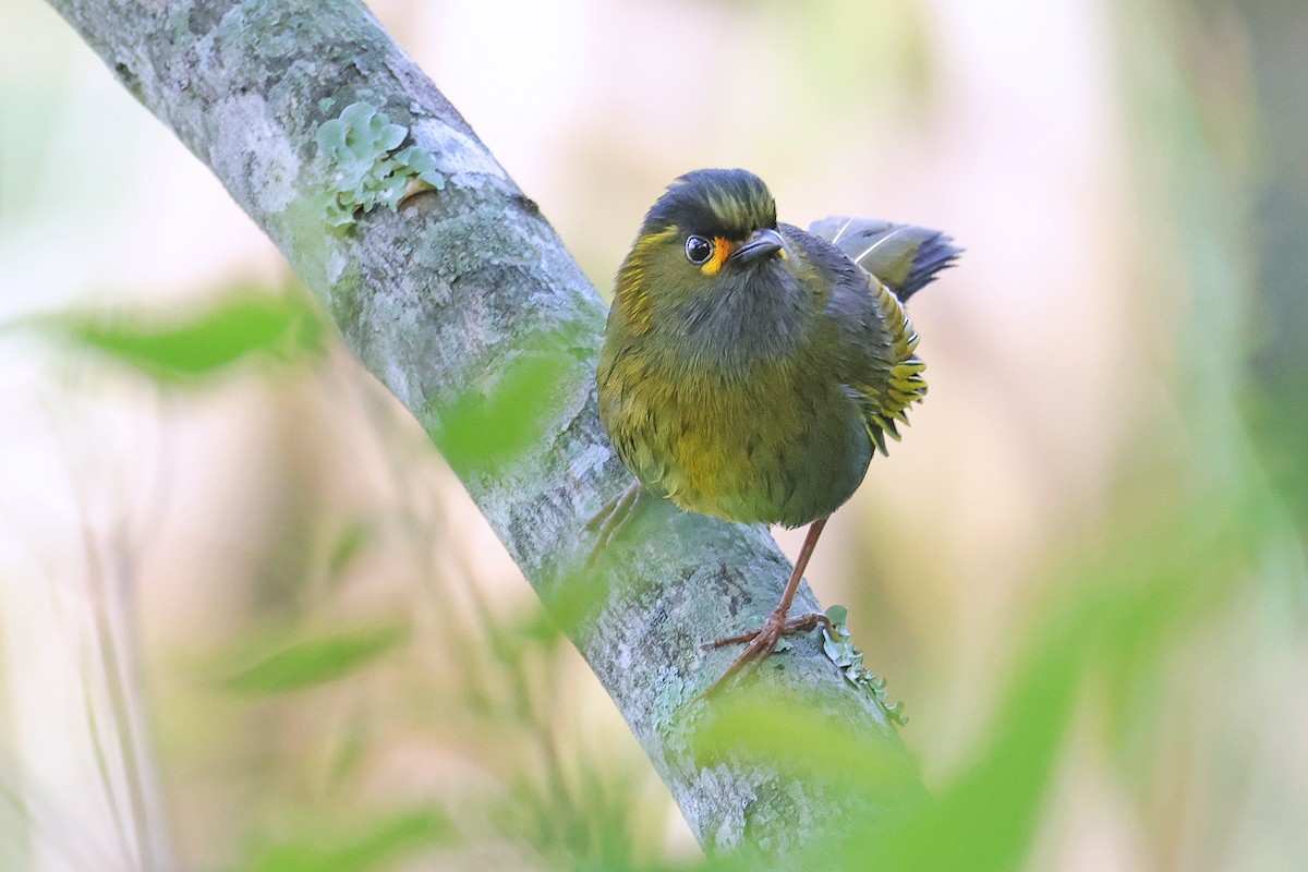 Taiwan Liocichla - ML587228981