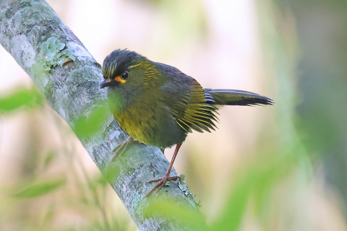 Taiwan Liocichla - ML587229021