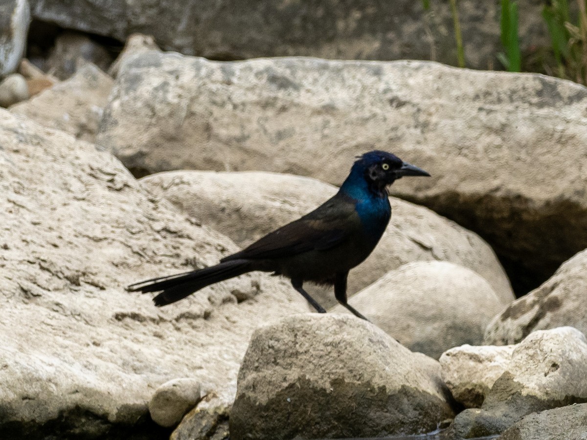 Common Grackle - Tim Kambitsch