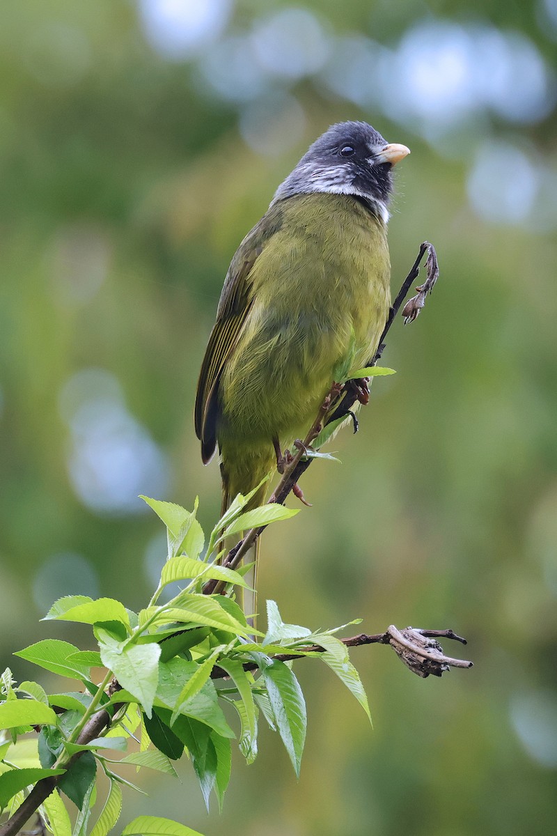 Collared Finchbill - Nathan Wall