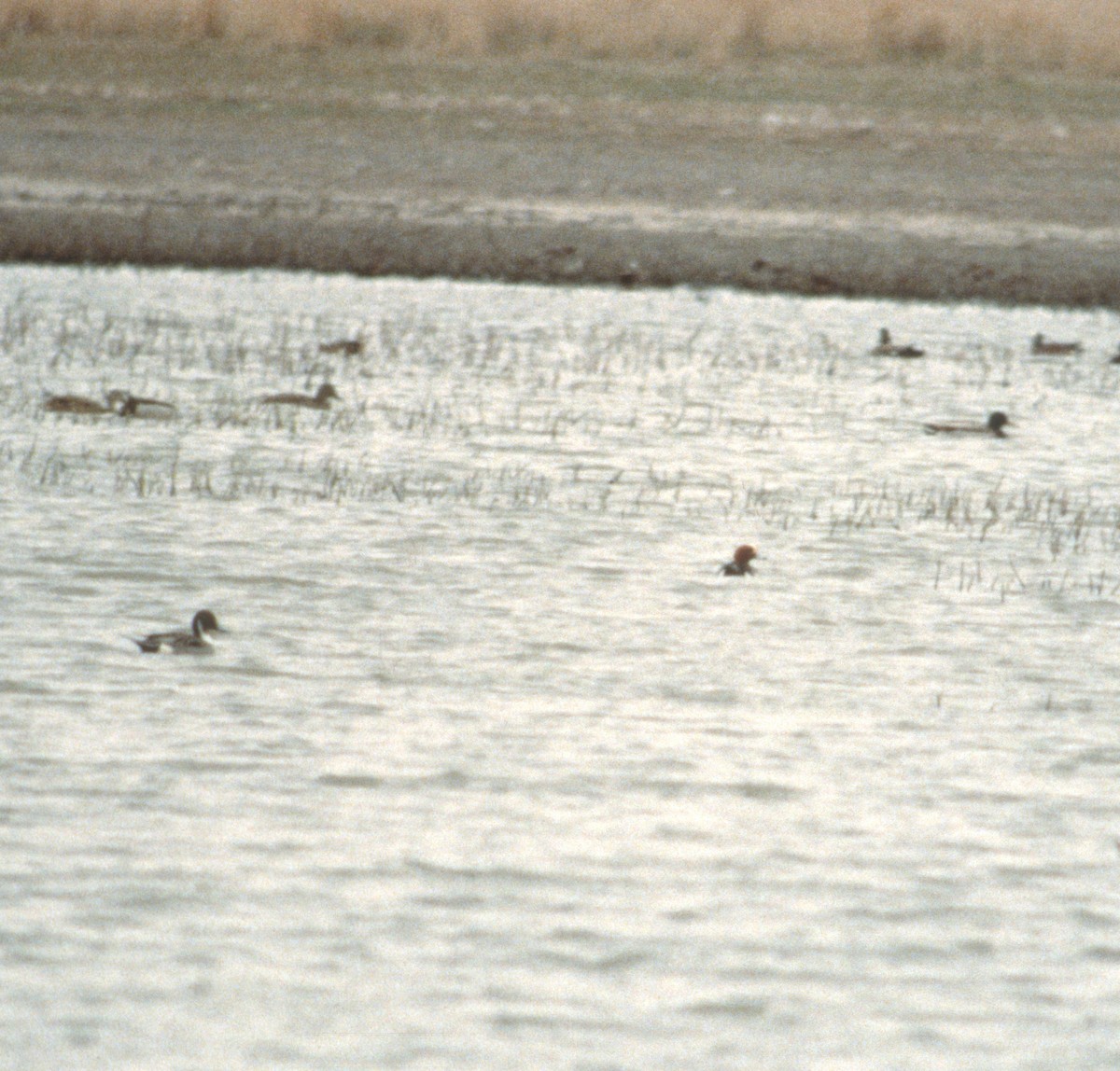 Eurasian Wigeon - ML587229411