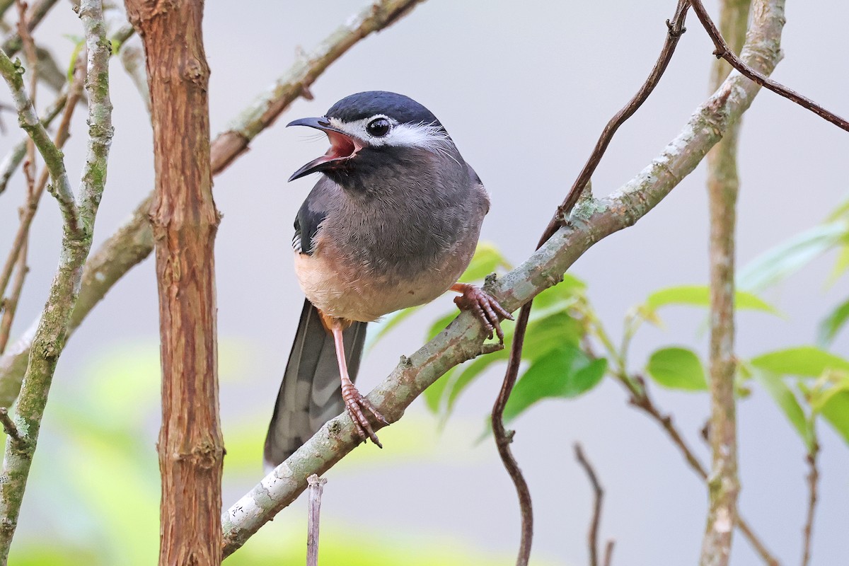 White-eared Sibia - ML587229811