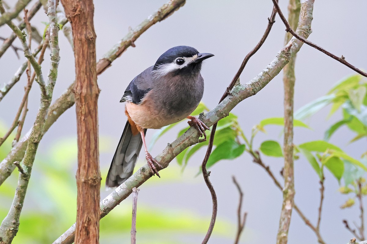 White-eared Sibia - ML587229821