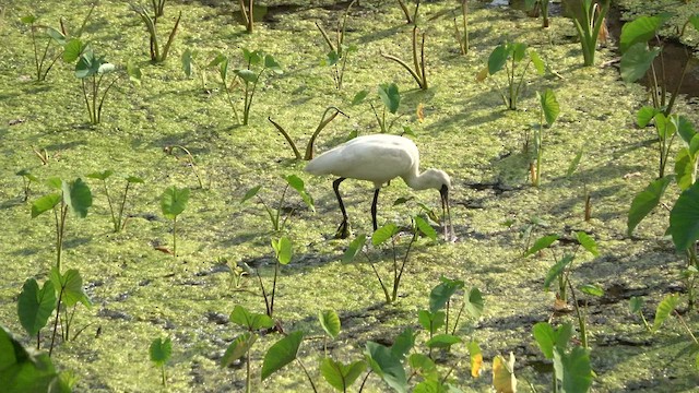 Black-faced Spoonbill - ML587230171