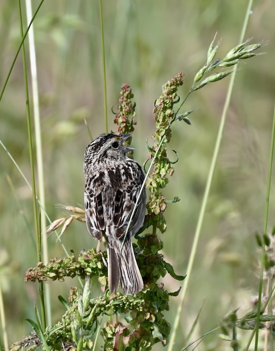 Grasshopper Sparrow - Ryan Bauer