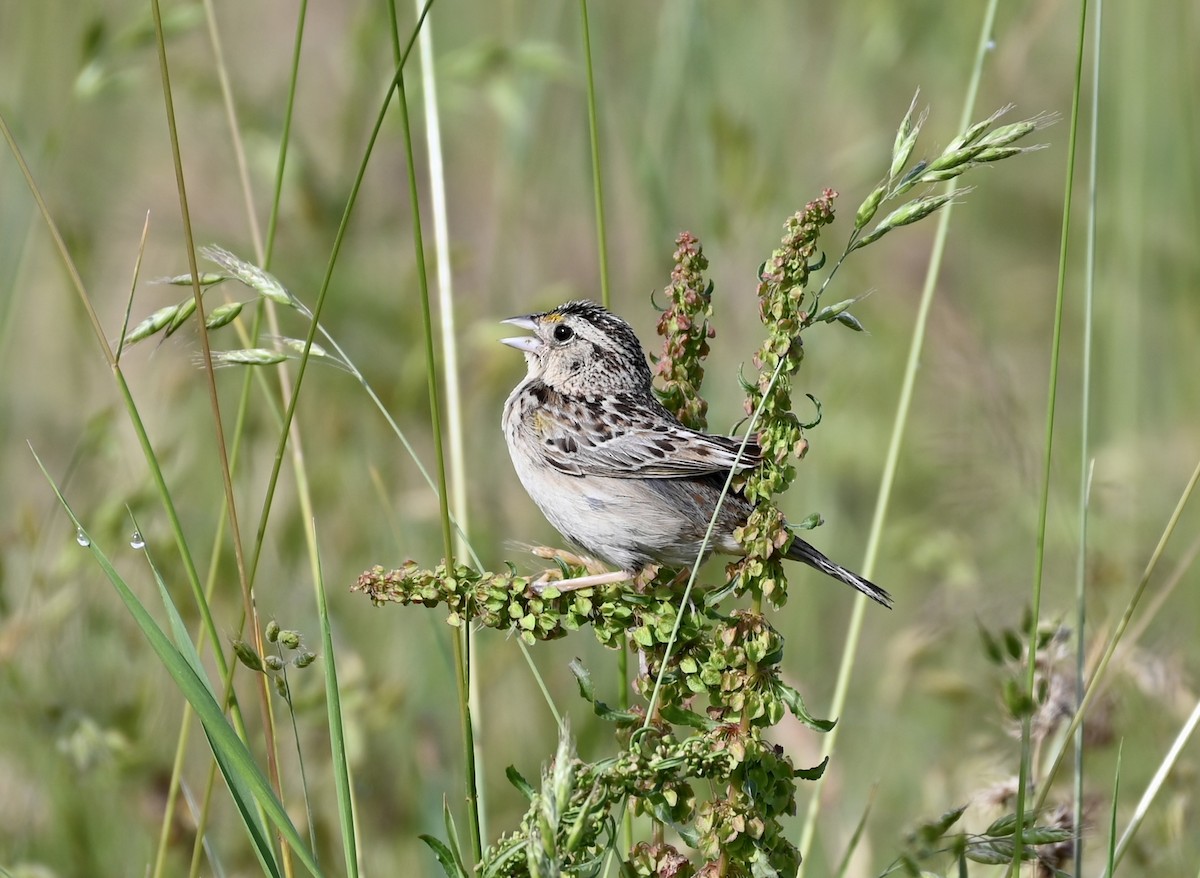 Chingolo Saltamontes - ML587230361