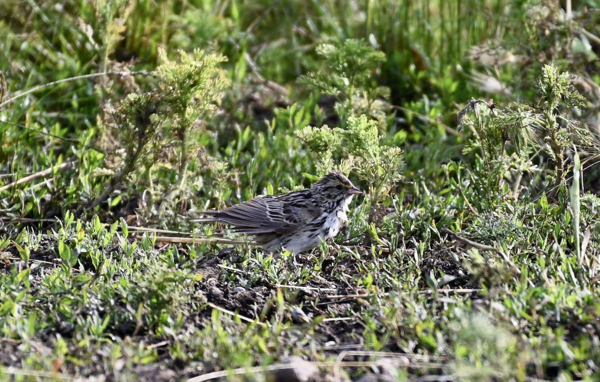 Savannah Sparrow - ML587230481