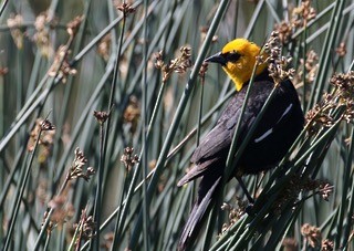 Yellow-headed Blackbird - ML58723161