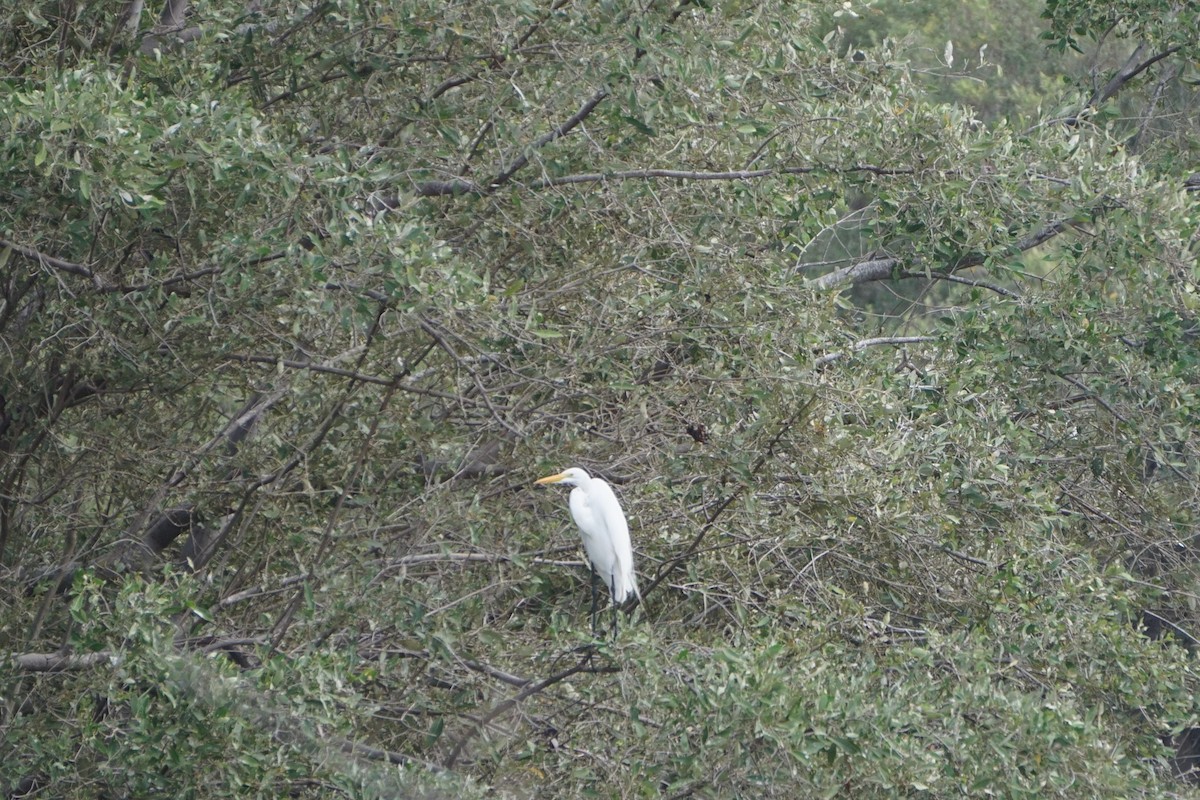 Great Egret - ML58723191