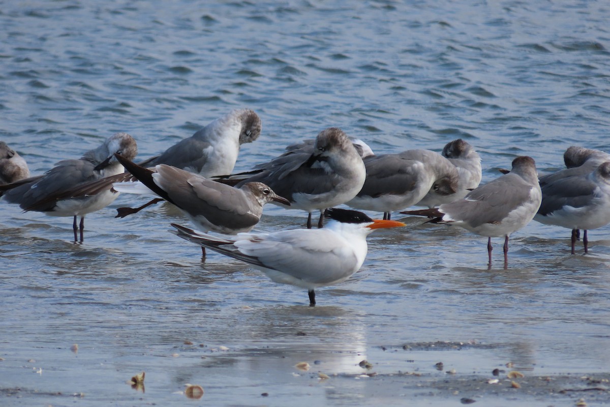 Royal Tern - ML587232281