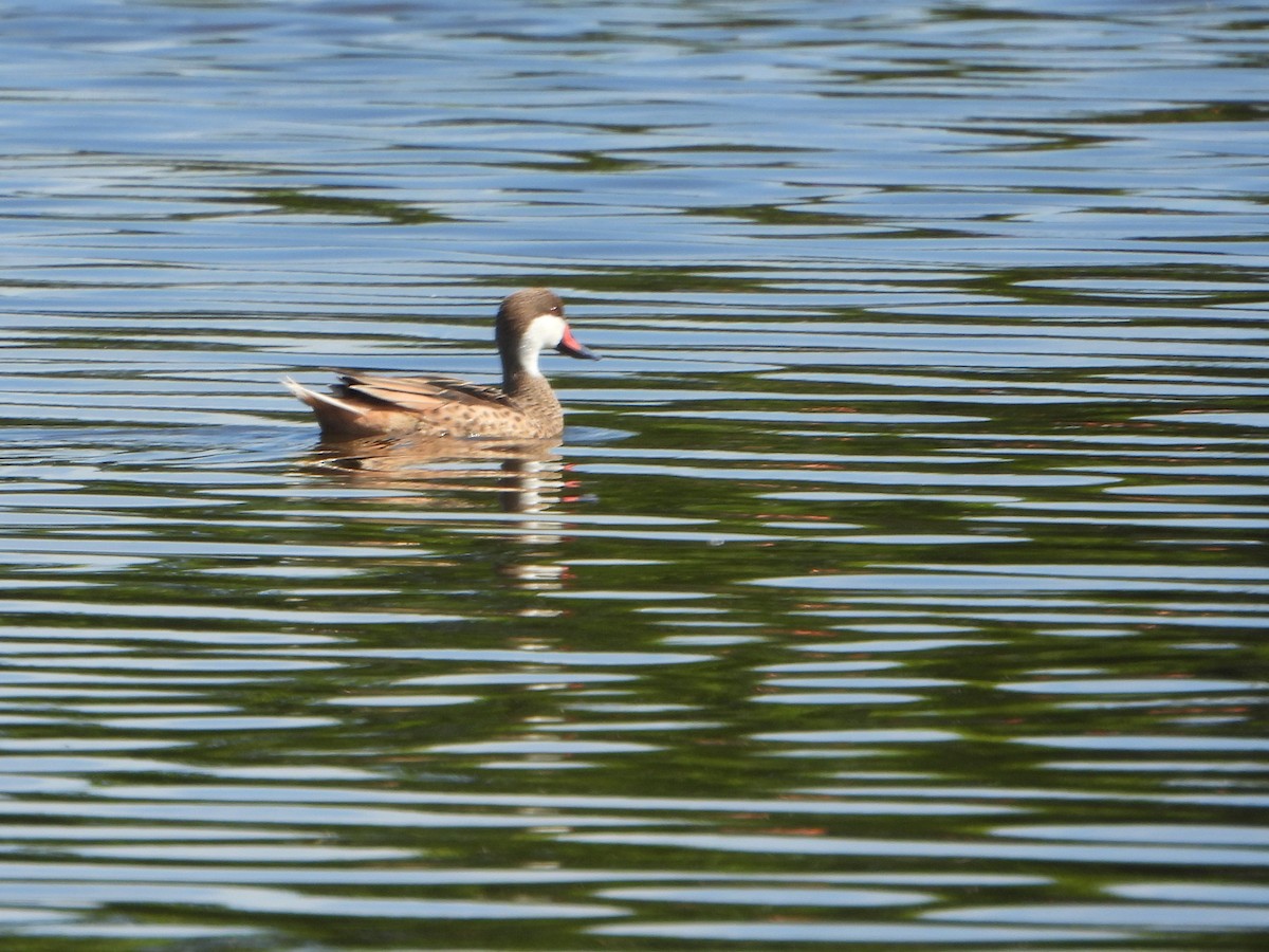 White-cheeked Pintail (White-cheeked) - bob butler