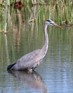 Great Blue Heron - ML58723311