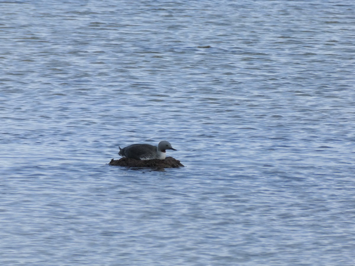 Red-throated Loon - ML587233731