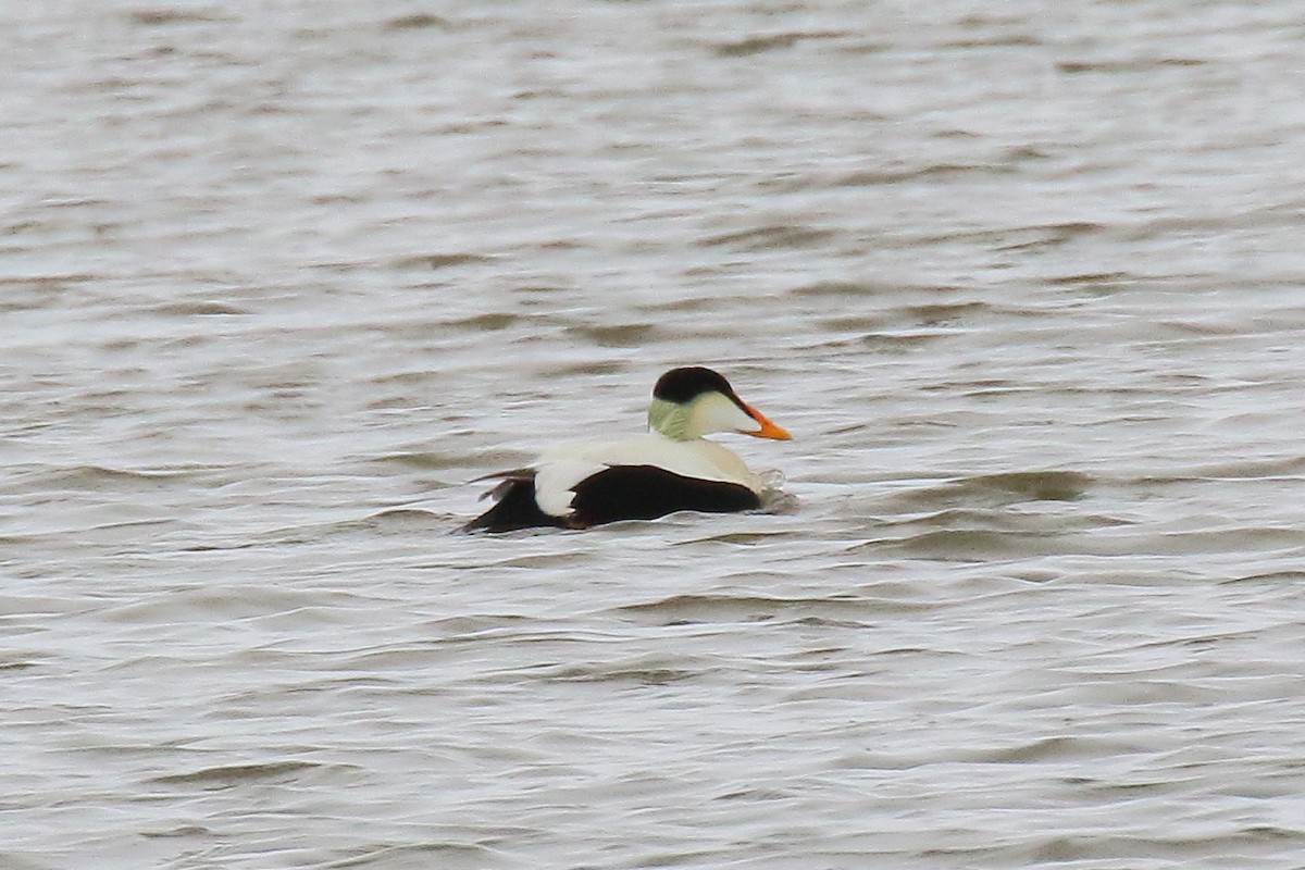 Common Eider - ML587234031