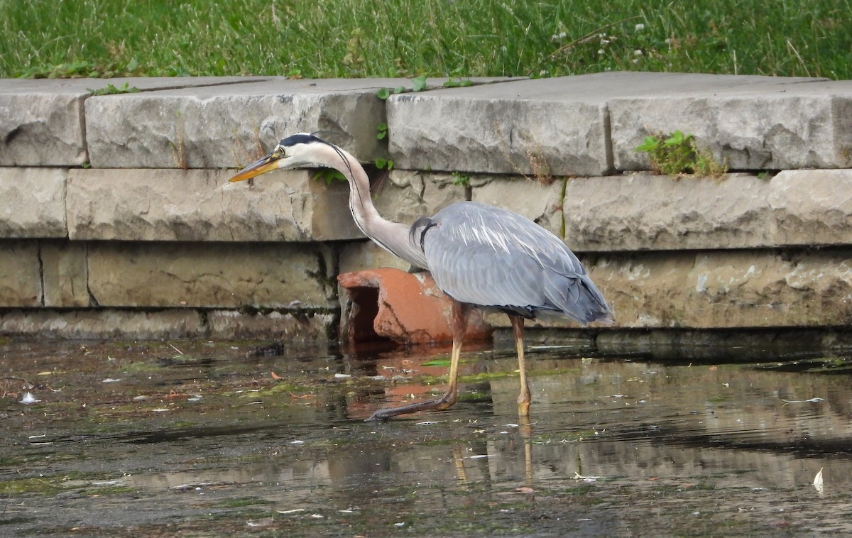 herodiashegre - ML587234161