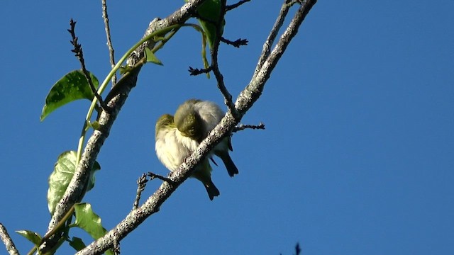 Swinhoe's White-eye - ML587234171