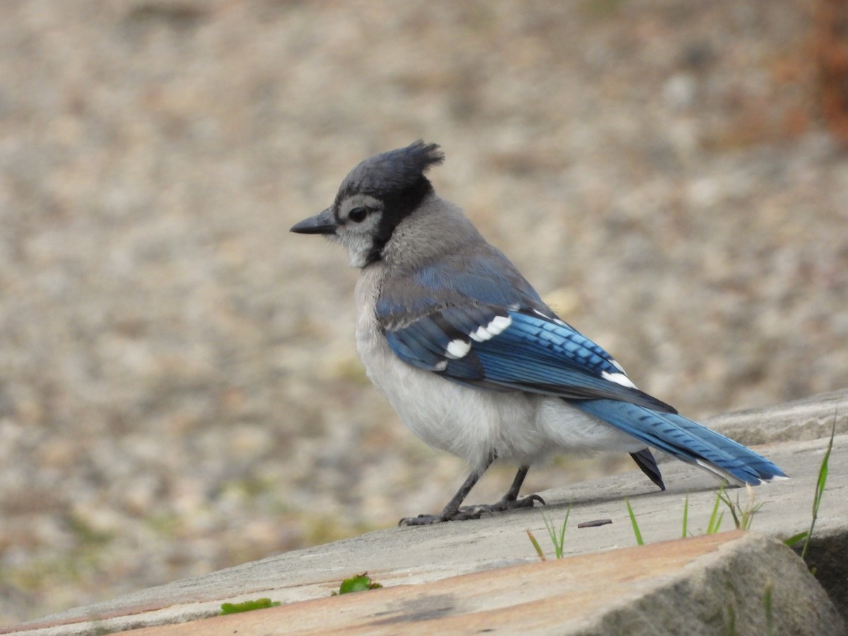 blåskrike - ML587234201