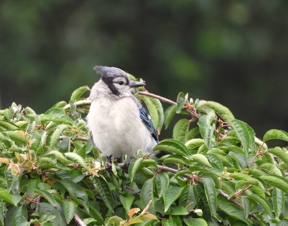 blåskrike - ML587234211