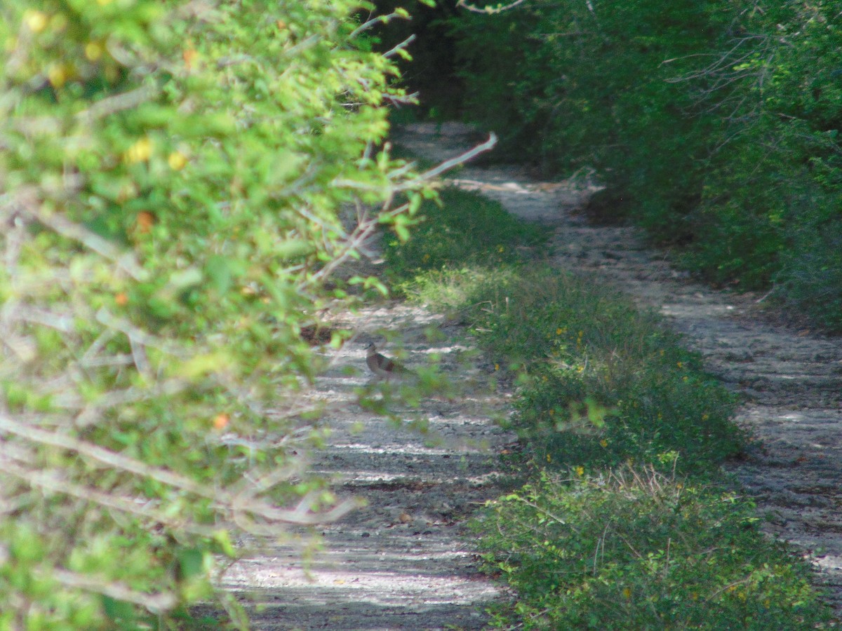 White-tipped Dove - ML587234621