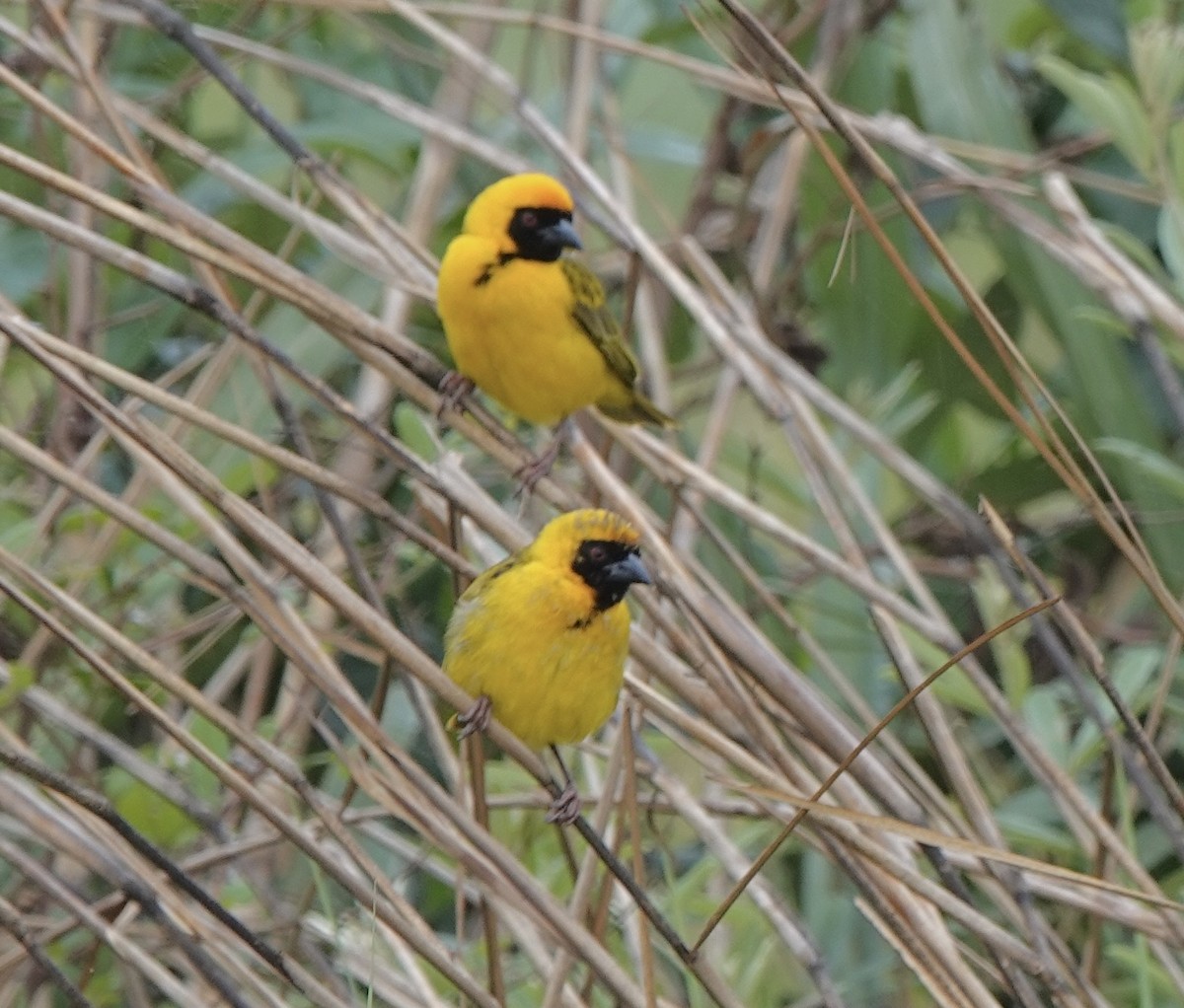 Katanga Masked-Weaver (Katanga) - ML587235081