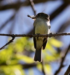 Least Flycatcher - ML58723561