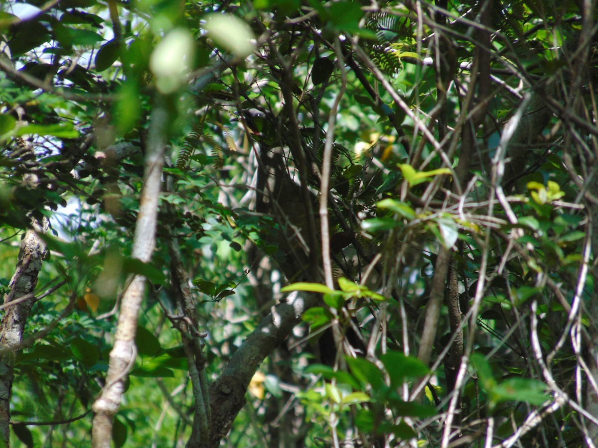 Plain Chachalaca - ML587235681