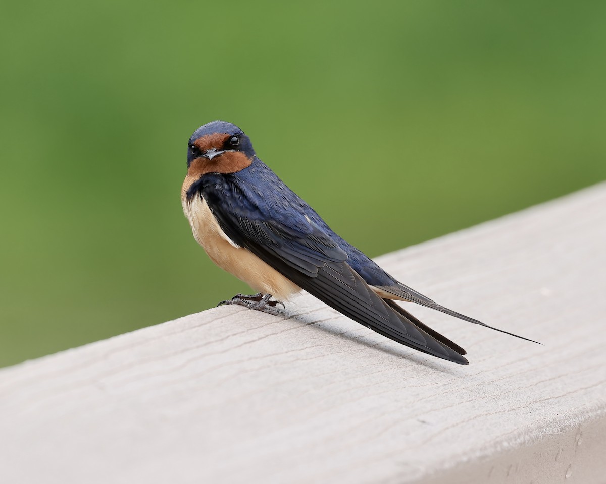 Barn Swallow - ML587236051