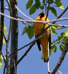 Bullock's Oriole - ML58723611