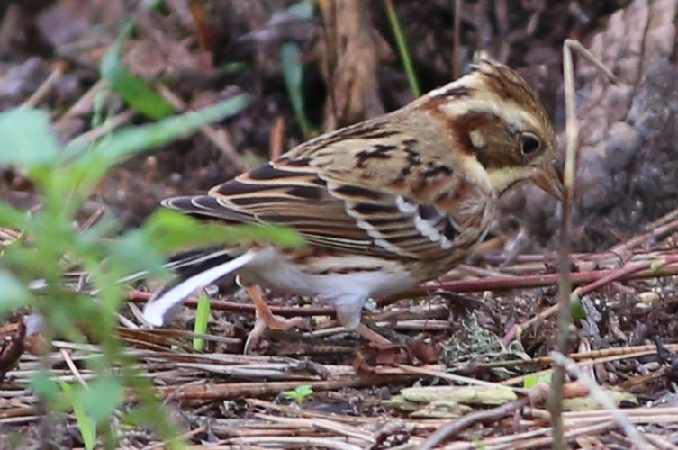 Rustic Bunting - Pete Dunten