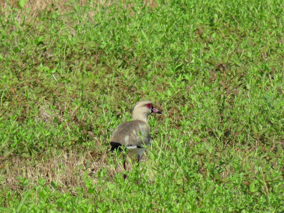 Southern Lapwing - ML587238171