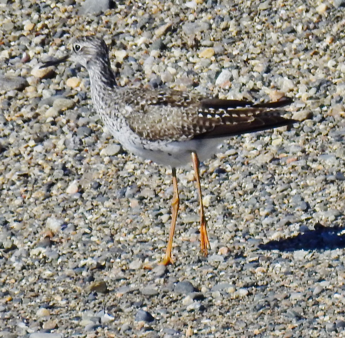 Lesser Yellowlegs - ML58723841