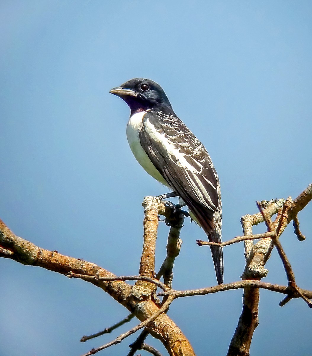 Cotinga à gorge mauve - ML587238841