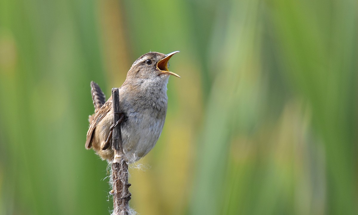 Marsh Wren - Nick  Park