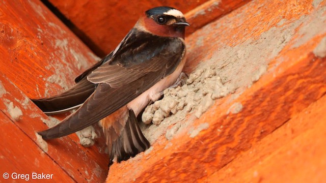 Cliff Swallow (pyrrhonota Group) - ML587239441