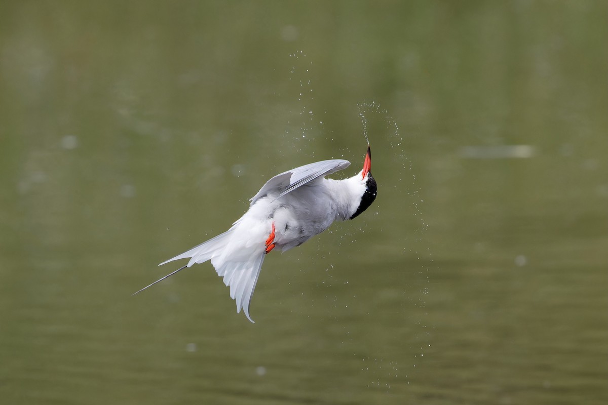Common Tern - Eric Barnes