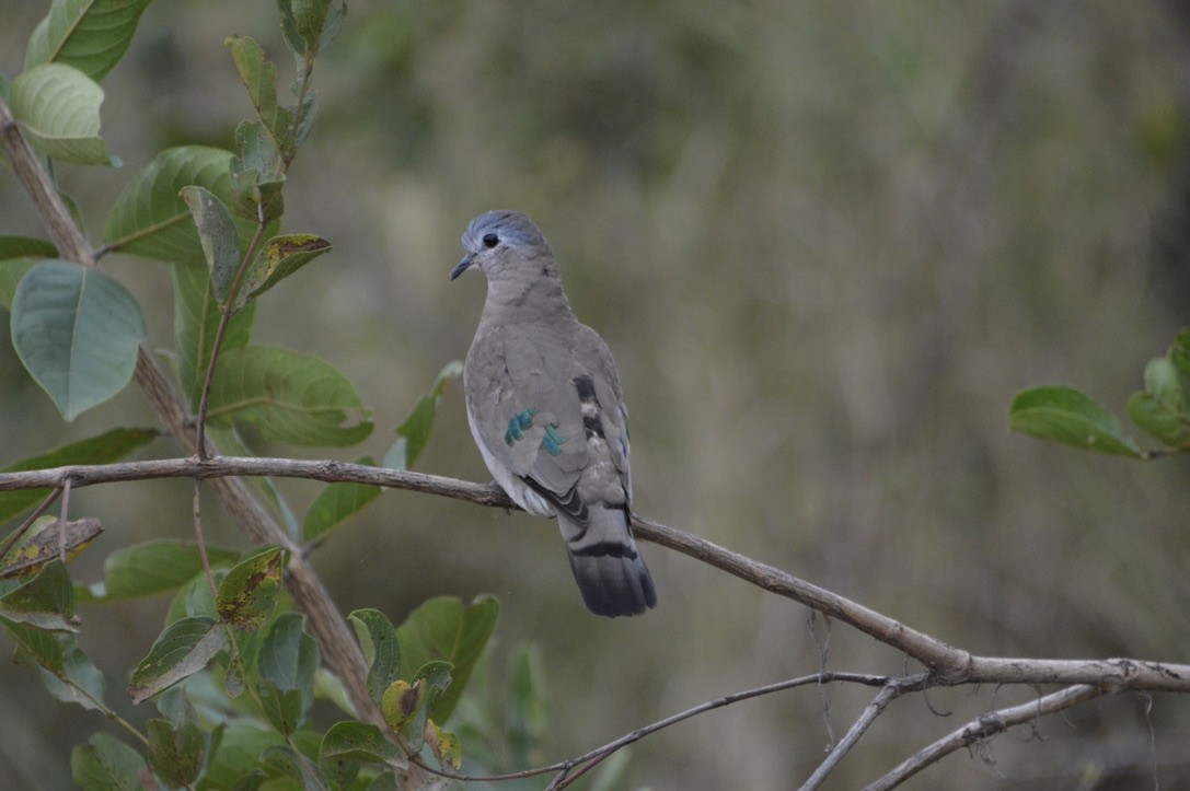 Emerald-spotted Wood-Dove - ML587239711
