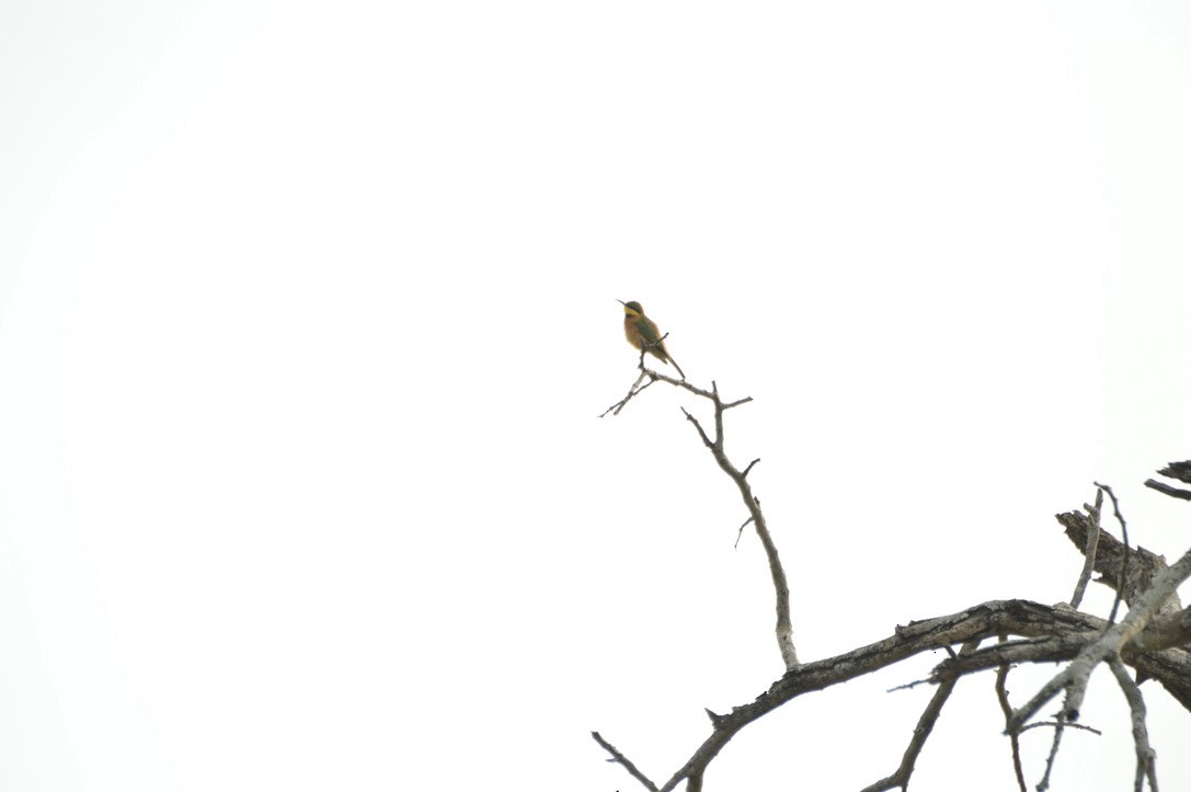 Little Bee-eater - ML587239791