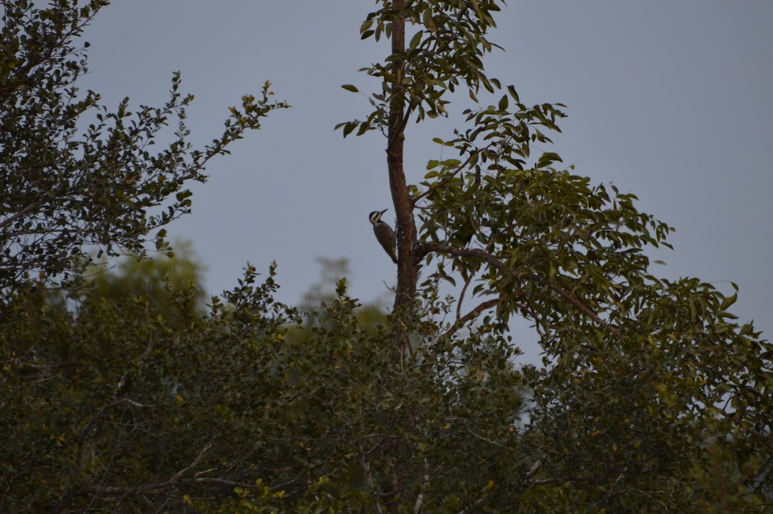 Bearded Woodpecker - ML587240081