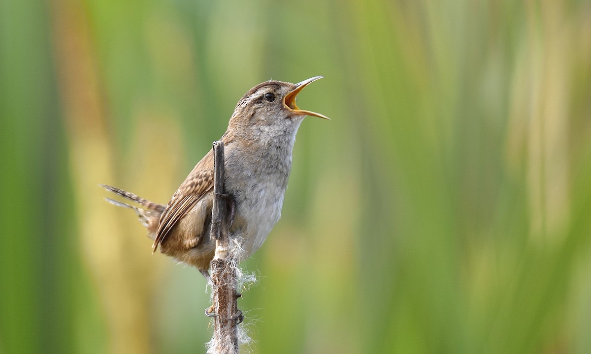 Marsh Wren - ML587240111