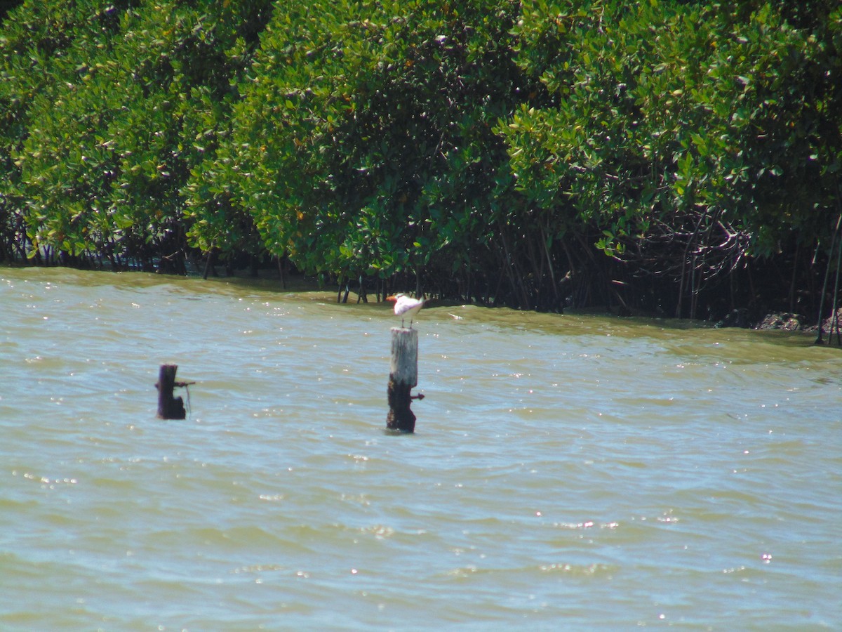 Royal Tern - Carrillo Garcia Mireya