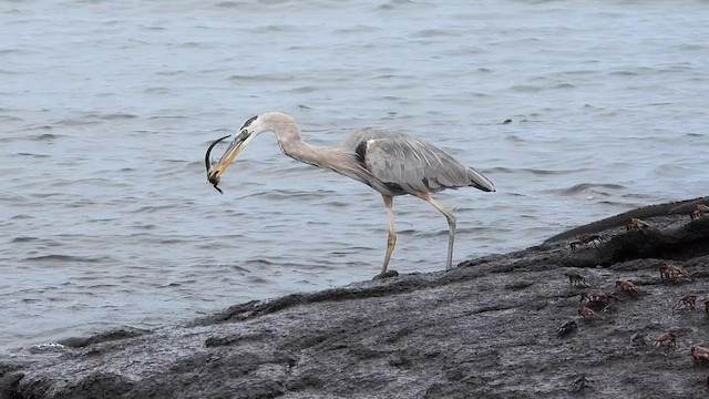 Great Blue Heron - ML587241051