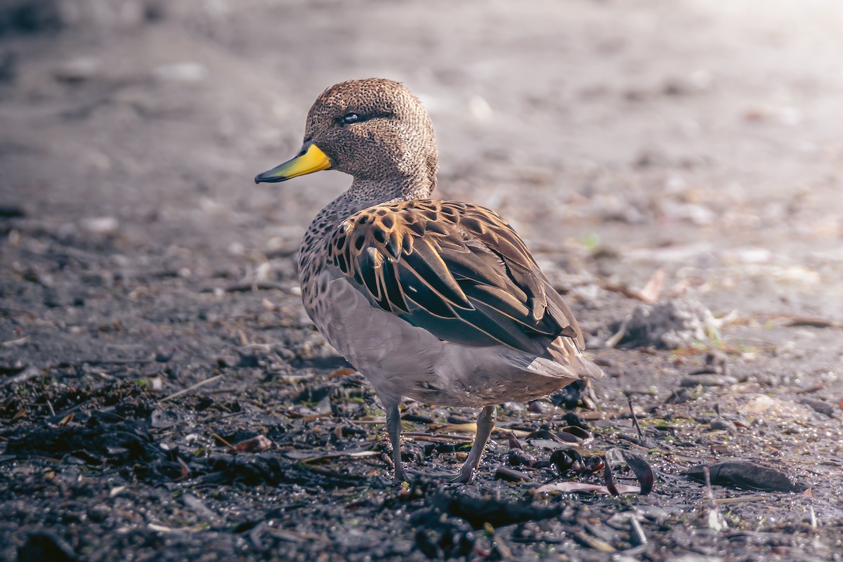 Yellow-billed Teal - ML587241061