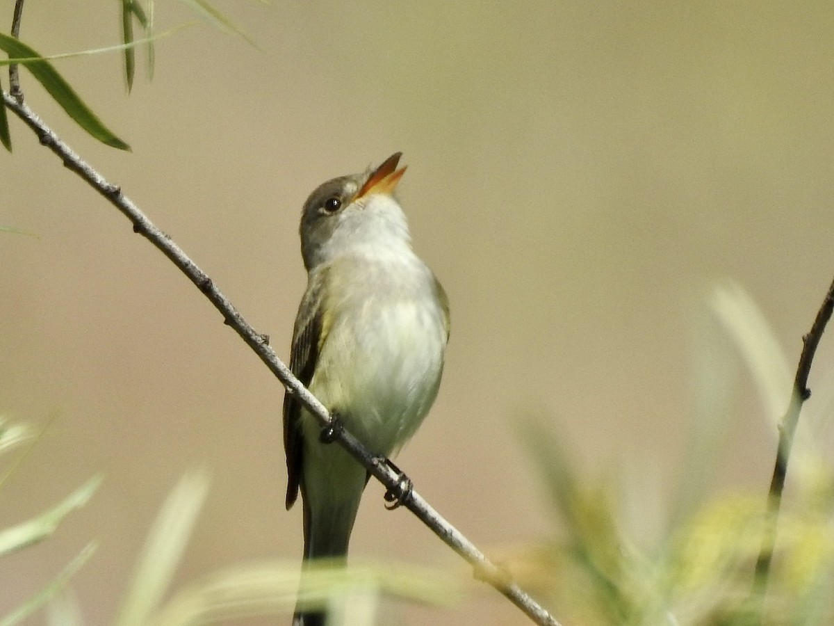 Willow Flycatcher - ML587241241