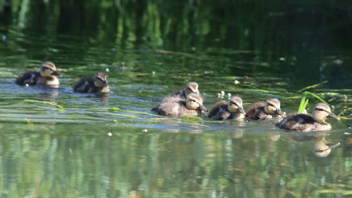 Mallard - ML587242001