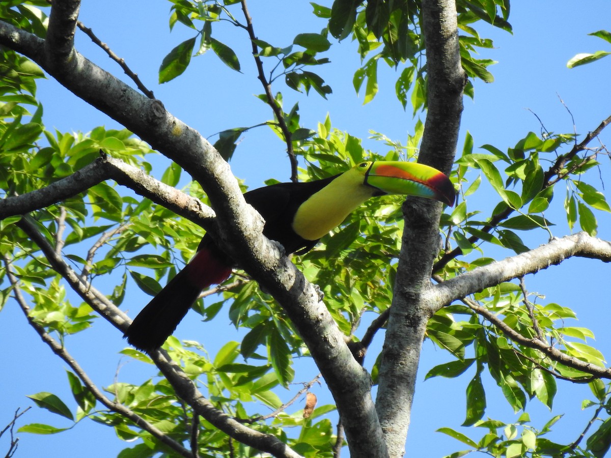 Keel-billed Toucan - Justin Harris