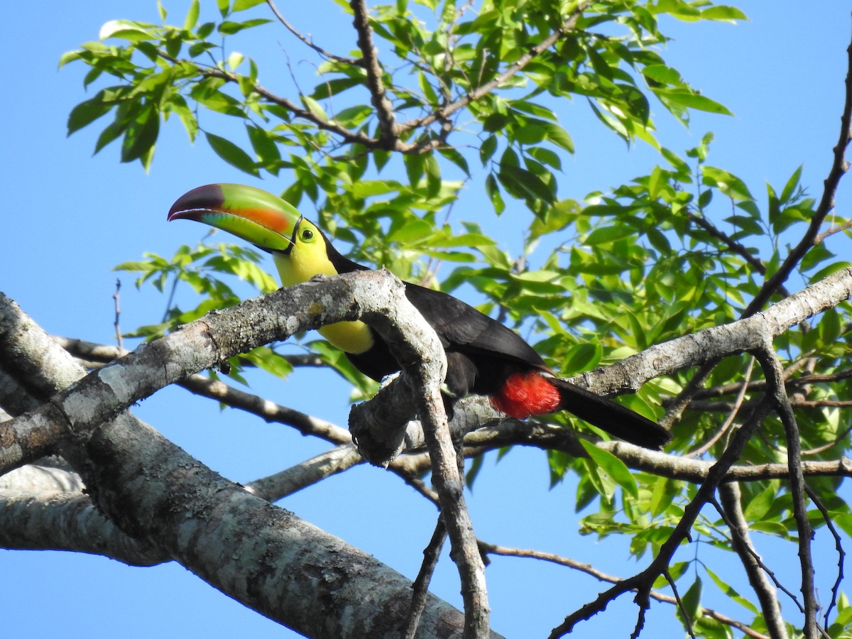 Keel-billed Toucan - Justin Harris