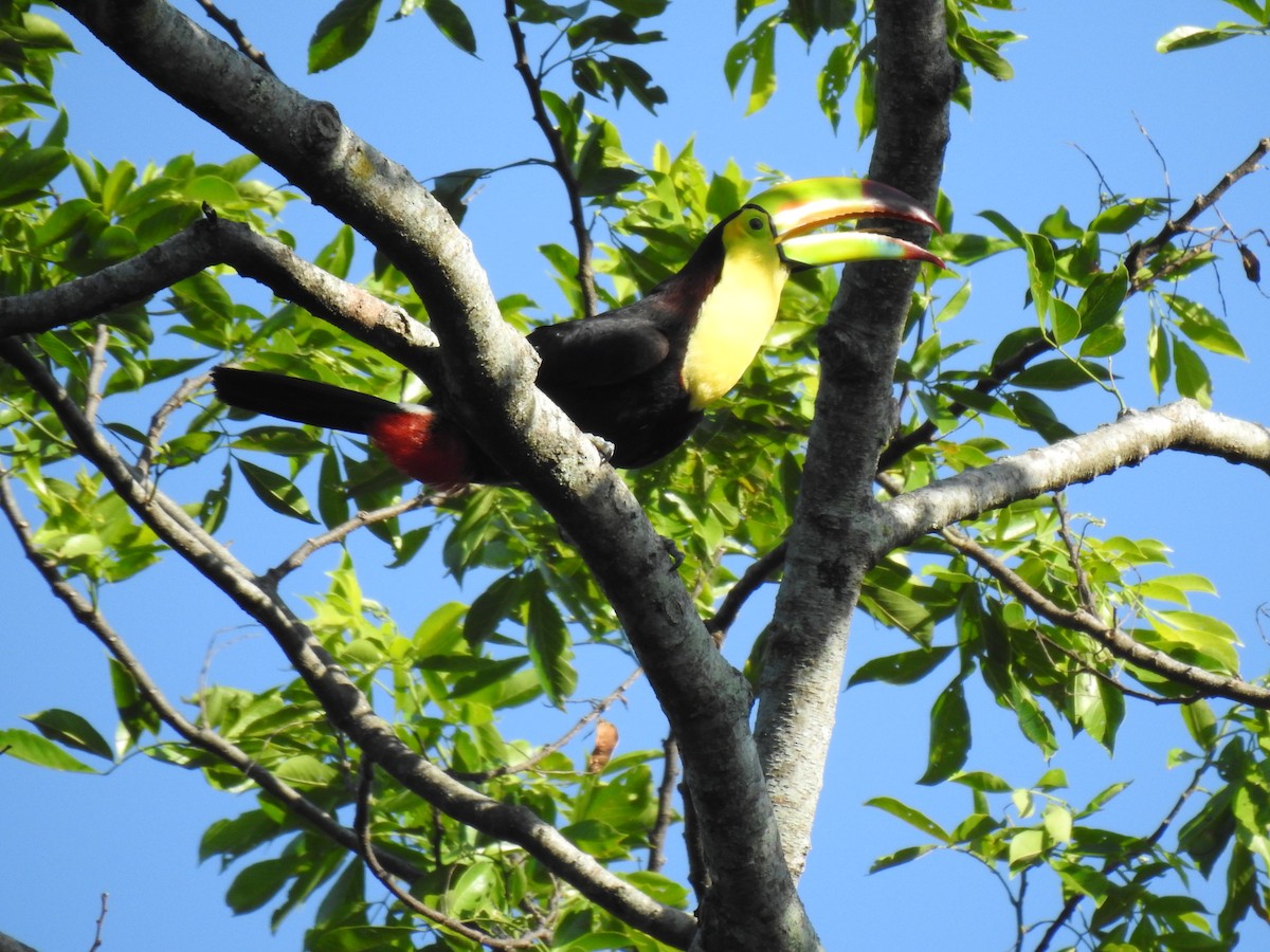 Keel-billed Toucan - ML587242971